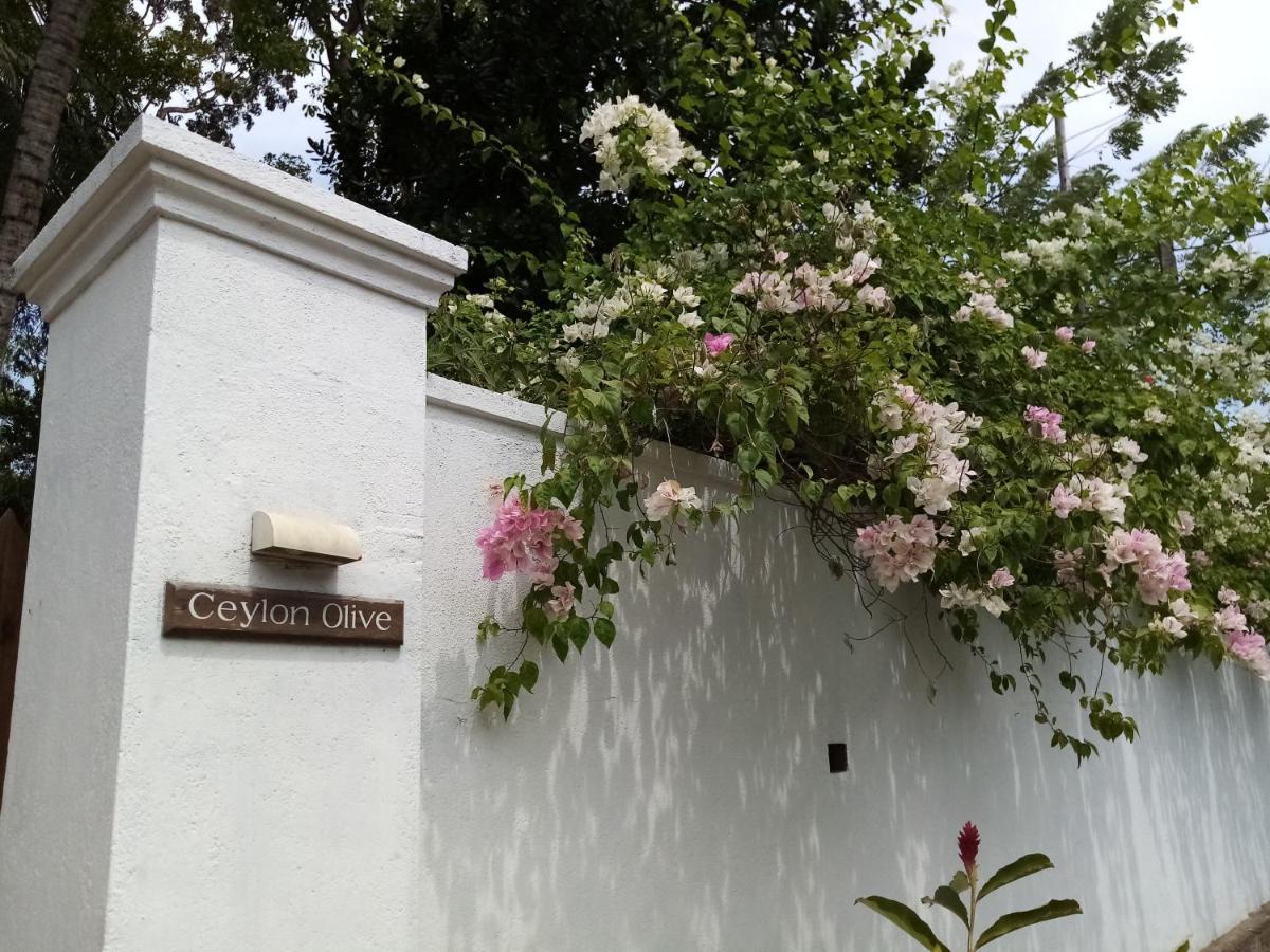 Ceylon Olive Galle Zewnętrze zdjęcie